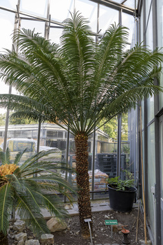 preview Cycas thouarsii R. BR. ex GAUDICH.